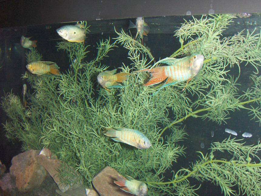 Rated #89: Freshwater Fish - Macropodus Opercularis - Blue Paradise Stocking In 55 Gallons Tank - My Blue Paradise Gourami.