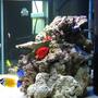 saltwater fish - centropyge loriculus - flame angelfish stocking in 125 gallons tank - after meal