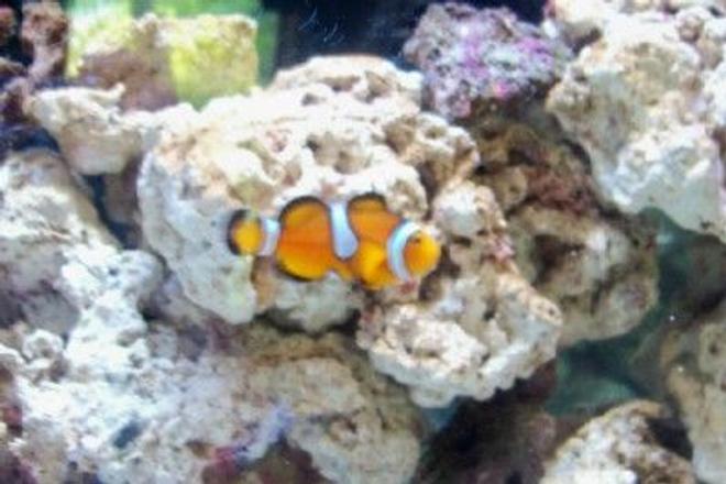 saltwater fish - amphiprion ocellaris - ocellaris clownfish stocking in 55 gallons tank - Mis-Bar Clownfish
New2hobby