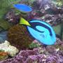 saltwater fish - paracanthurus hepatus - blue tang stocking in 125 gallons tank - "My Piece of the Ocean"