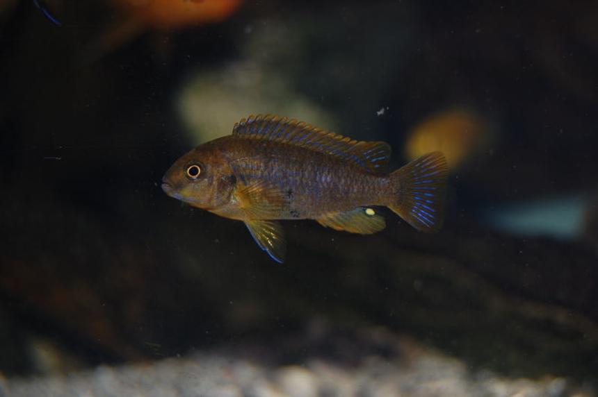 Rated #1516: Freshwater Fish - Iodotropheus Sprengerae - Rusty Cichlid Stocking In 110 Gallons Tank - rusty