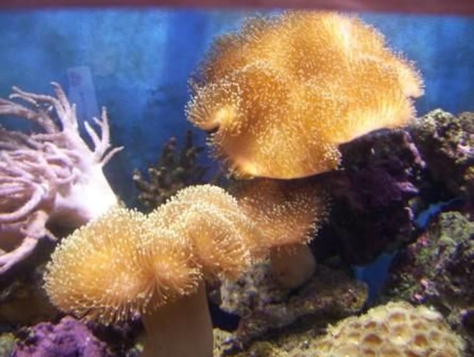 corals inverts - sarcophyton sp. - toadstool mushroom leather coral stocking in 500 gallons tank - Sarcophyton Sp. 
Toadstools in the main reef tank, these have now been moved to allow more growth