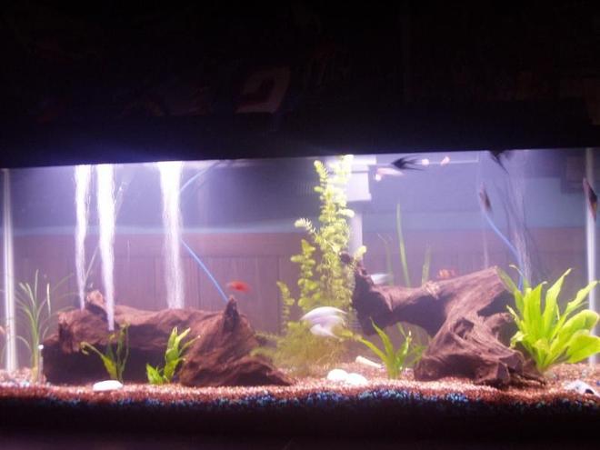 55 gallons freshwater fish tank (mostly fish and non-living decorations) - 55g freshwater