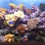 fish tank picture - This is our main 4ft x 2ft x 2ft reef system.