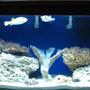 75 gallons saltwater fish tank (mostly fish, little/no live coral) - 75 gallon