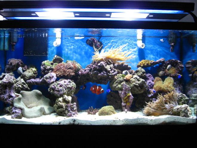 90 gallons reef tank (mostly live coral and fish) - 90 gallon