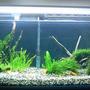 55 gallons planted tank (mostly live plants and fish) - my loaches tank