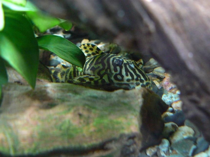 Rated #41: Freshwater Fish - Peckoltia Sp. - Leopard Frog Pleco (l134) Stocking In 55 Gallons Tank - my pleco L 134
Looks like a tiger in the forest