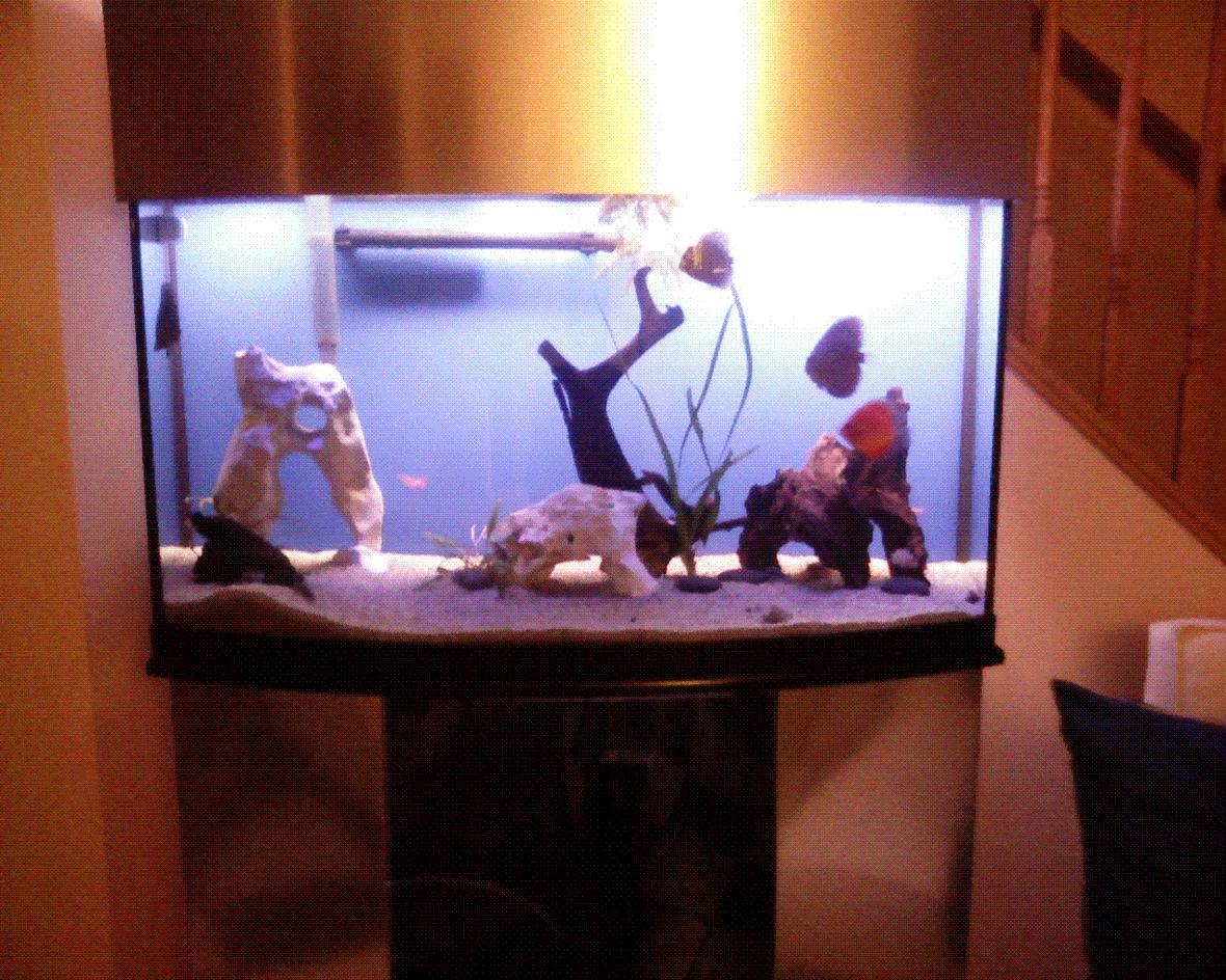 46 gallons freshwater fish tank (mostly fish and non-living decorations) - new layout