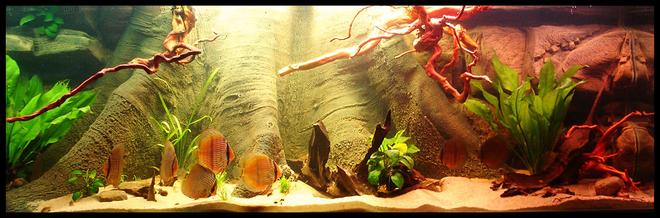 187 gallons planted tank (mostly live plants and fish) - 720L Heckel Symphysodon Discus Biotope.