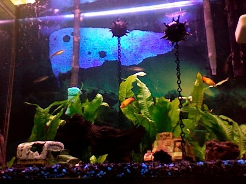 Rated #244: Freshwater Fish - Xiphophorus Maculatus - Platy Stocking In 35 Gallons Tank - WW2 theme - Sea Mines