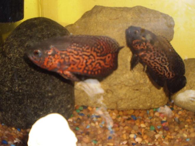 freshwater fish - astronotus ocellatus - tiger oscar stocking in 40 gallons tank - my two ocsars