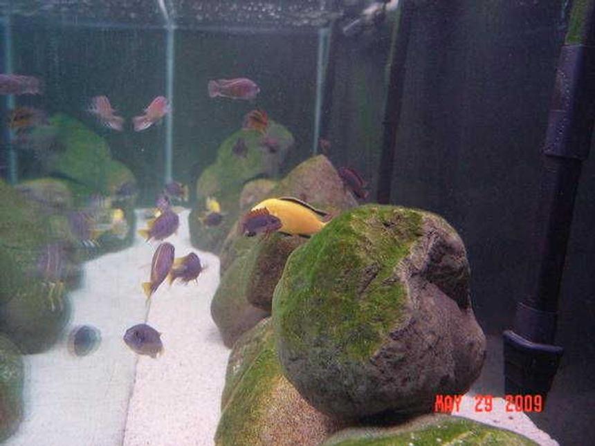 Rated #74: Freshwater Fish - Labidochromis Caeruleus - Electric Yellow Cichlid Stocking In 180 Gallons Tank - CLEAN WATER!!