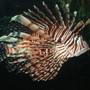 saltwater fish - pterois volitans - volitan lionfish stocking in 310 gallons tank - Big Lionfish. Has a couple battlewounds on his rear tail. Rough measurement, he's 9 1/2 inches from the tip of his tail to his mouth. About a year old.
