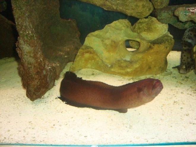 saltwater fish stocking in 310 gallons tank - My Eel.  He's 17 inches long now.