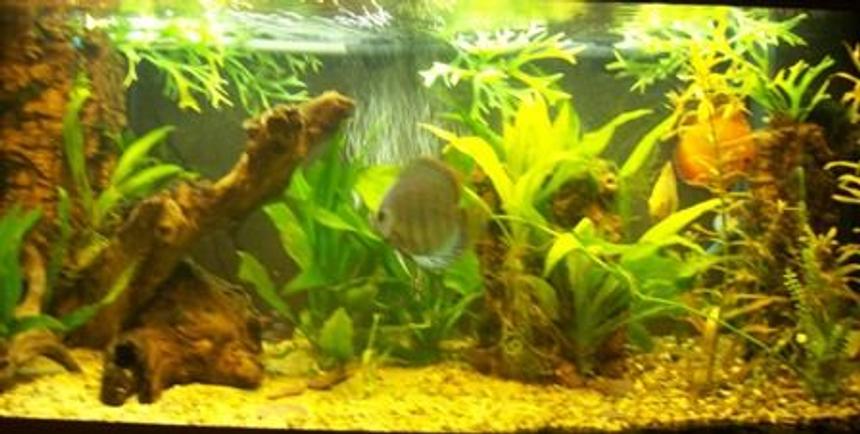 Rated #122: 40 Gallons Planted Tank - my rio 180,
date taken 2/6/09