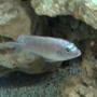 freshwater fish - metriaclima callainos - cobalt blue zebra cichlid stocking in 65 gallons tank - Unknown (big blue)