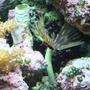 corals inverts - sabellastarte sp. - feather duster stocking in 125 gallons tank - feather duster next to my coco worm