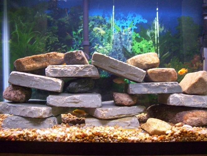 30 gallons freshwater fish tank (mostly fish and non-living decorations) - African Cichlid tank 8 Small Cichlids and 1 pleco