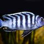 freshwater fish - cynotilapia afra - afra cichlid stocking in 160 gallons tank - Afra "Chimate"