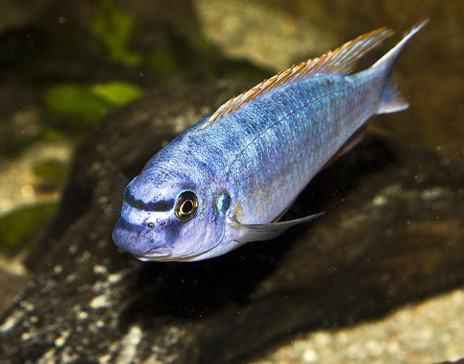 freshwater fish - labeotropheus trewavasae - trewavas mbuna stocking in 160 gallons tank - Labeotropheus Trewavasae Thumbi West