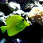 saltwater fish - zebrasoma flavescens - yellow tang - hawaii stocking in 300 gallons tank - Yellow Tang