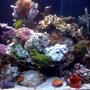 fish tank picture - This is an updated pic of my tank