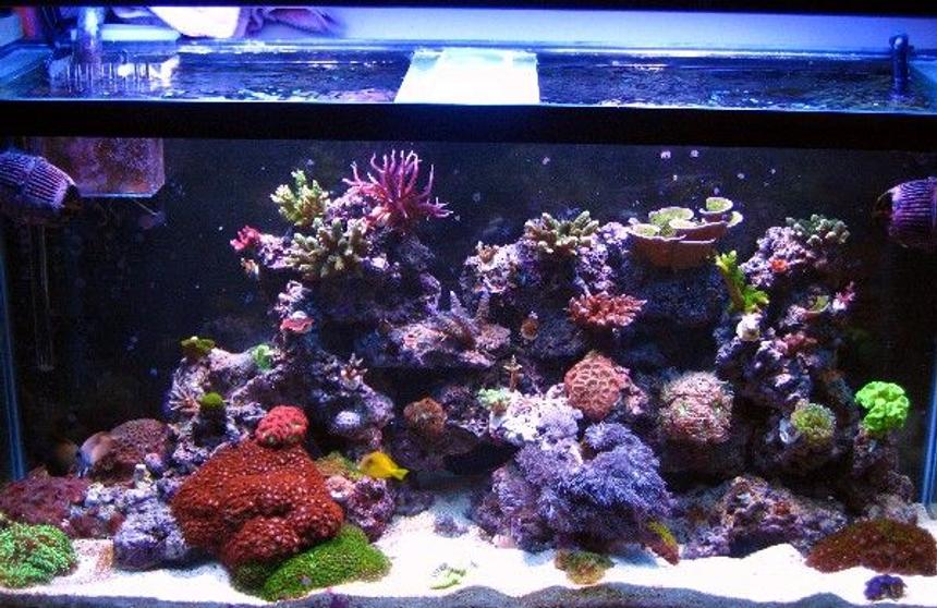 Rated #14: 90 Gallons Reef Tank - 90g.1yr.old..mixed reef...outer orbit hqi/t5. 2x250w mh with 4x54w actinics pheonix 14k DE bulbs...aqua c ev 120 protein skimmer, pro clear wet.dry filter. 2xkaralia#4. quite one 2200 return pump..pro clear overflow box. 110 lbs. live rock..80 lbs of sand.