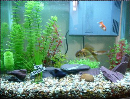 freshwater fish - carassius auratus - goldfish stocking in 17 gallons tank - My Fish Tank