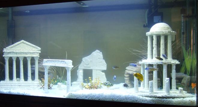 freshwater fish - betta splendens - betta - male stocking in 1 gallon tank - the lost city of atlantis