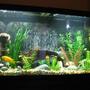 60 gallons freshwater fish tank (mostly fish and non-living decorations) - New Tank.