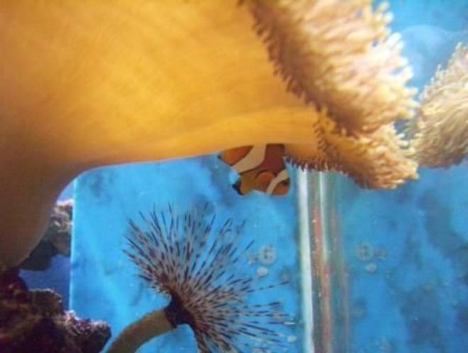 corals inverts - sarcophyton sp. - toadstool mushroom leather coral stocking in 500 gallons tank - Percula living under Sarcophyton Sp