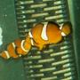 saltwater fish - amphiprion percula - true percula clownfish stocking in 55 gallons tank - My 2 mis-bar clowns kissing. New2hobby