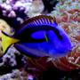 saltwater fish - paracanthurus hepatus var. - yellow belly regal blue tang stocking in 125 gallons tank - Blue Tang