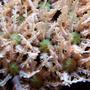 corals inverts - tubipora musica - pipe organ coral stocking in 125 gallons tank - Pipe organ coral