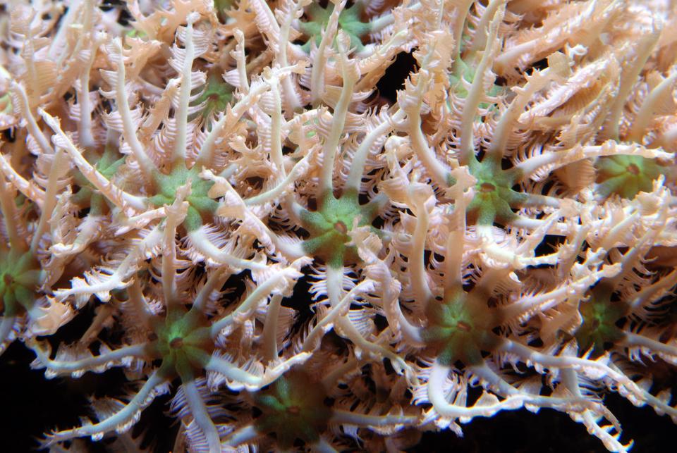 corals inverts - tubipora musica - pipe organ coral stocking in 125 gallons tank - Pipe organ coral