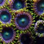corals inverts - zoanthus sp. - colony polyp stocking in 125 gallons tank - Zoanthids