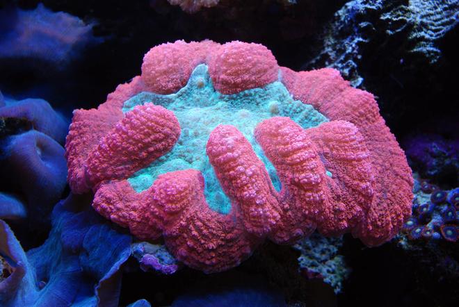 corals inverts - trachyphyllia geoffroyi - brain coral stocking in 125 gallons tank - Brain coral