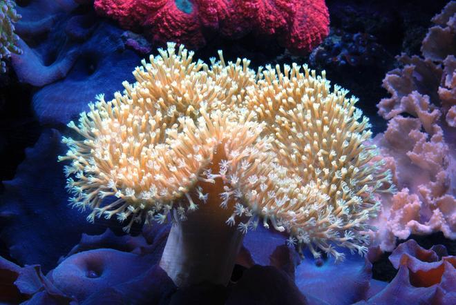corals inverts - sarcophyton sp. - toadstool mushroom leather coral stocking in 125 gallons tank - Toadstool leather