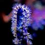corals inverts - eunicea sp. - purple tree gorgonian stocking in 125 gallons tank - Purple Gorgonia