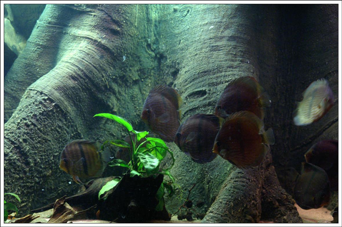 freshwater fish - symphysodon discus - heckel discus stocking in 187 gallons tank - Heckel in night light