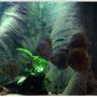 freshwater fish - symphysodon discus - heckel discus stocking in 187 gallons tank - Heckel in night light
