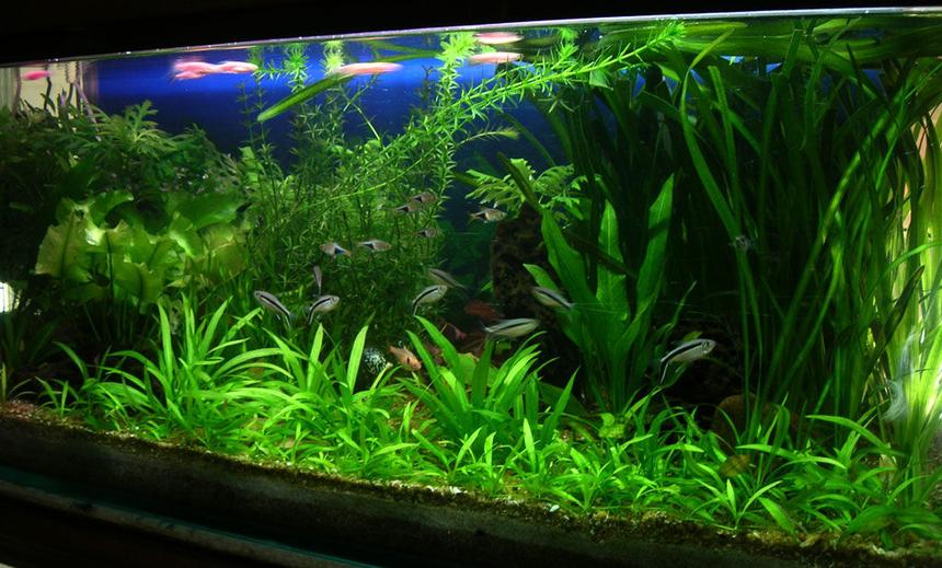 Rated #7: 30 Gallons Planted Tank - I keep fresh water fish long time ago but when i saw sum planted tank photos on net when I   surfing sum information that time  I  decide to kept the planted tank. I am a 3D graphic Artist