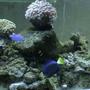 saltwater fish - acanthurus coeruleus - blue caribbean tang stocking in 72 gallons tank - purpel pot and blue tang