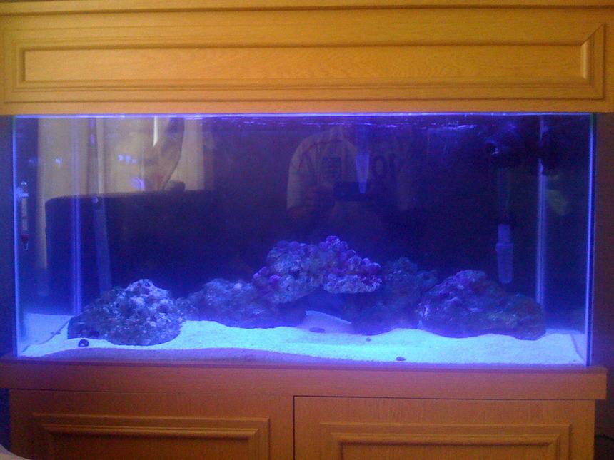 Rated #44: 30 Gallons Saltwater Fish Tank - my 30 gallon tank