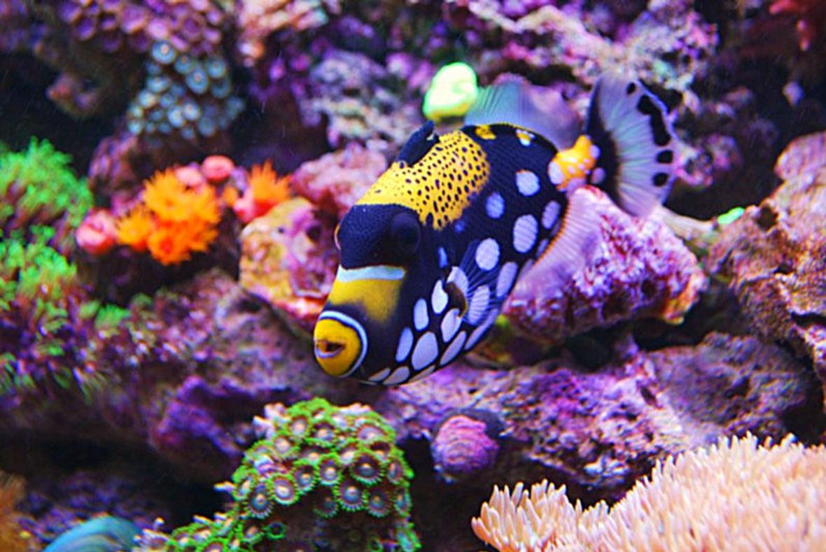 saltwater fish - balistoides conspicillum - clown triggerfish stocking in 135 gallons tank - Clown Trigger