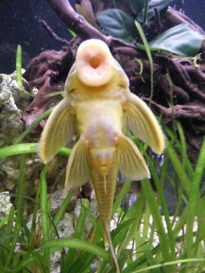 freshwater fish - baryancistrus demantoides - green phantom pleco stocking in 96 gallons tank - Green phantom pleco L200