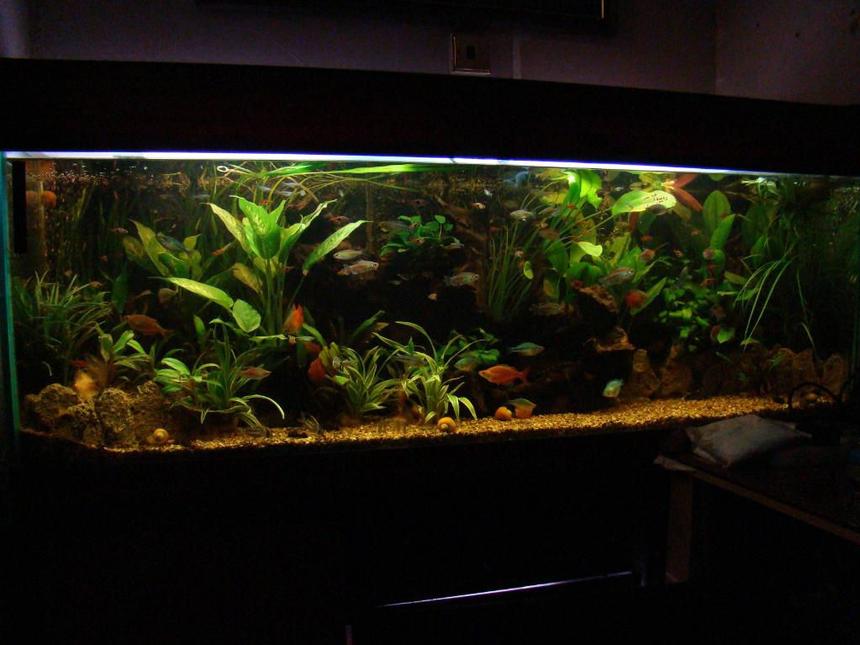 Rated #36: 120 Gallons Planted Tank - one of my tanks