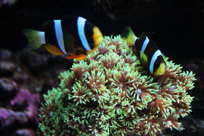 corals inverts - clavularia sp. - clove polyp stocking in 75 gallons tank - My Clarkii clowns
