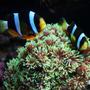 corals inverts - clavularia sp. - clove polyp stocking in 75 gallons tank - My Clarkii clowns